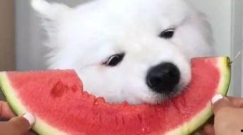 吃瓜群众狗狗的视频,萌宠视角下的欢乐瞬间