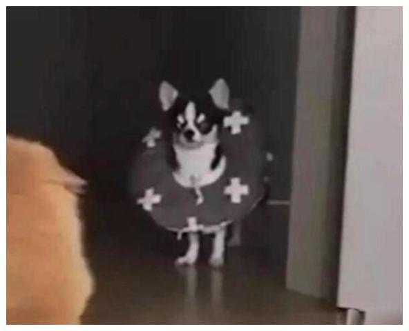 吃瓜群众狗狗的视频,萌宠视角下的欢乐瞬间