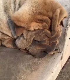 吃瓜群众狗狗的视频,萌宠视角下的欢乐瞬间