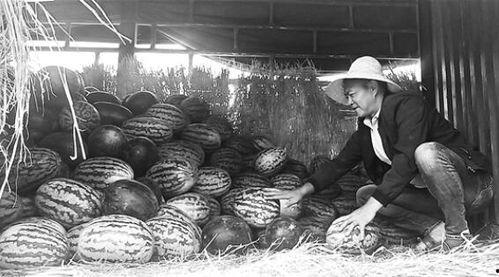 漯河吃瓜群众事件始末,一场网络舆论的风暴与反思